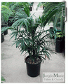 Chamaedorea Seifrizii